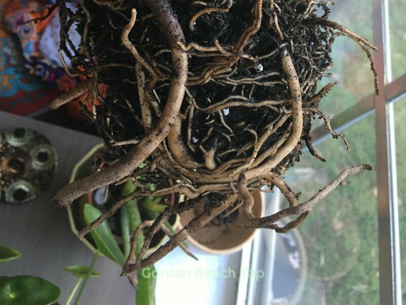 What does root rot look like