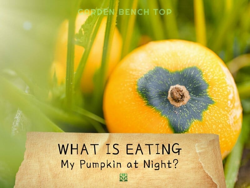 What is Eating My Pumpkin at Night
