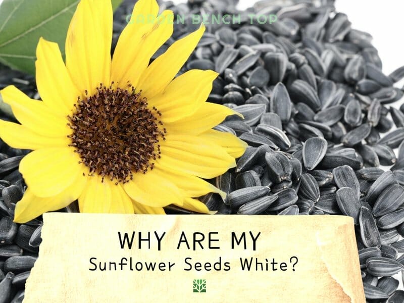 Why are my sunflower seeds white