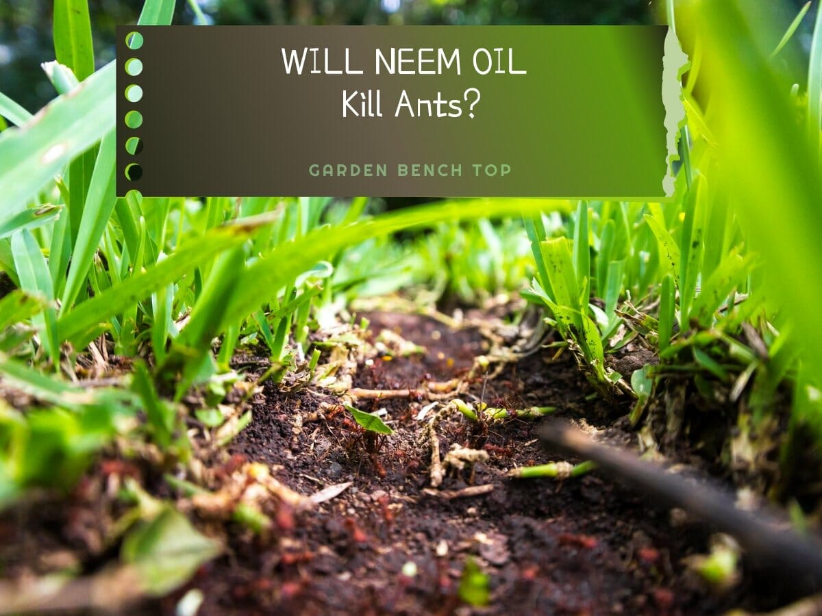 Kill Ants With Neem Oil Safe And Effective