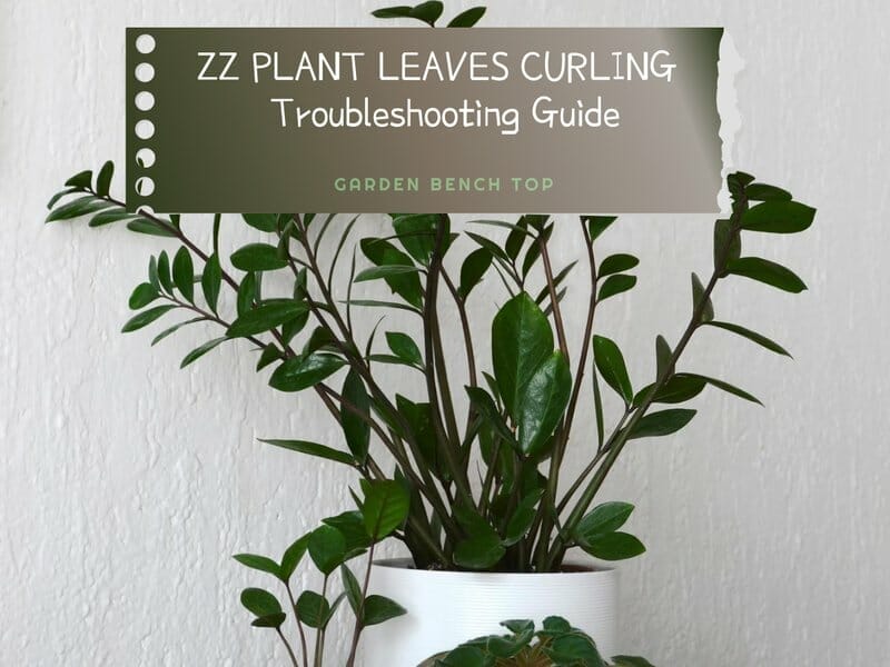 ZZ Plant Leaves Curling