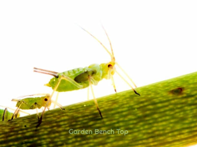 aphids causing holes in money tree leaves