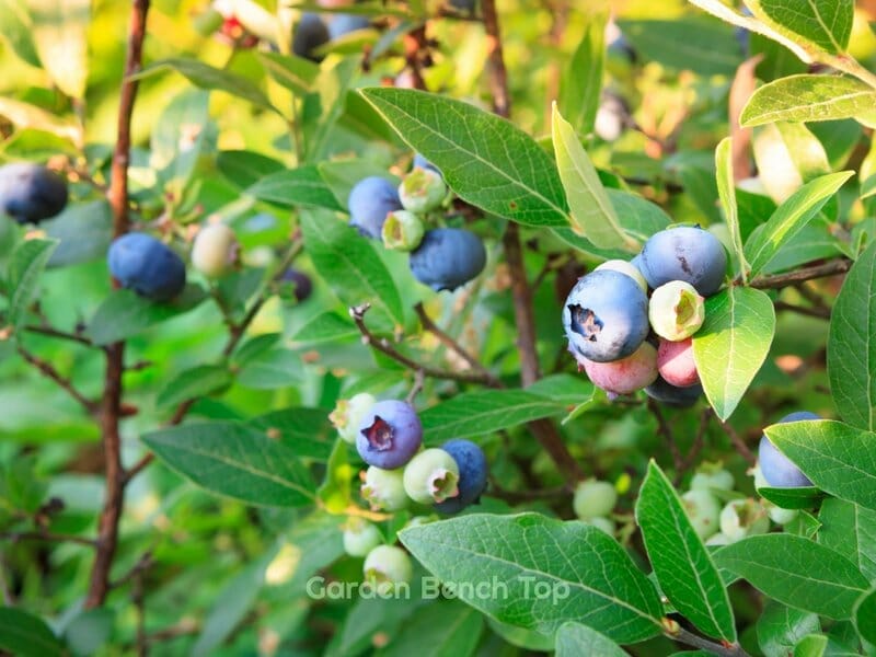 blueberries growing on blueberry bushes