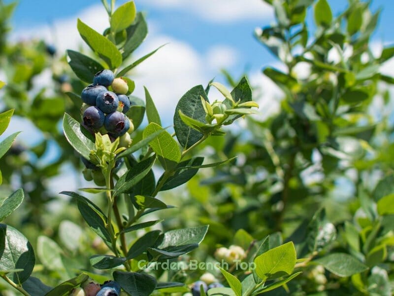 blueberry care and maintenance