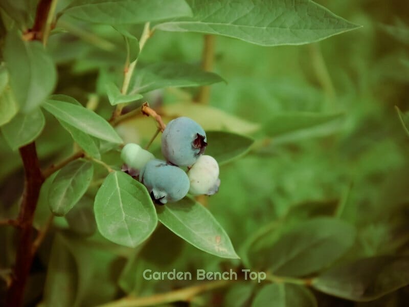 blueberry growing on bushes