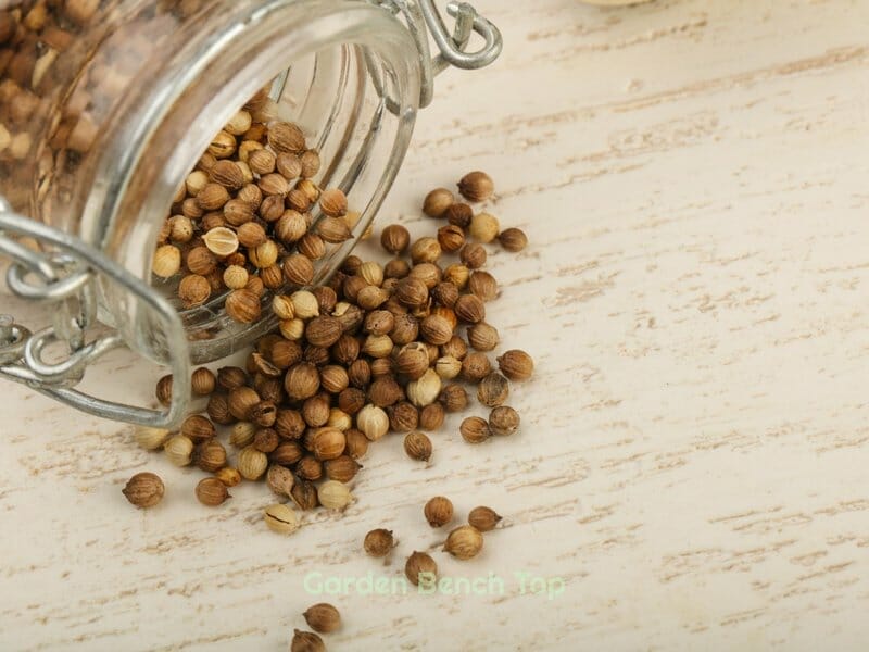 harvesting cilantro seeds