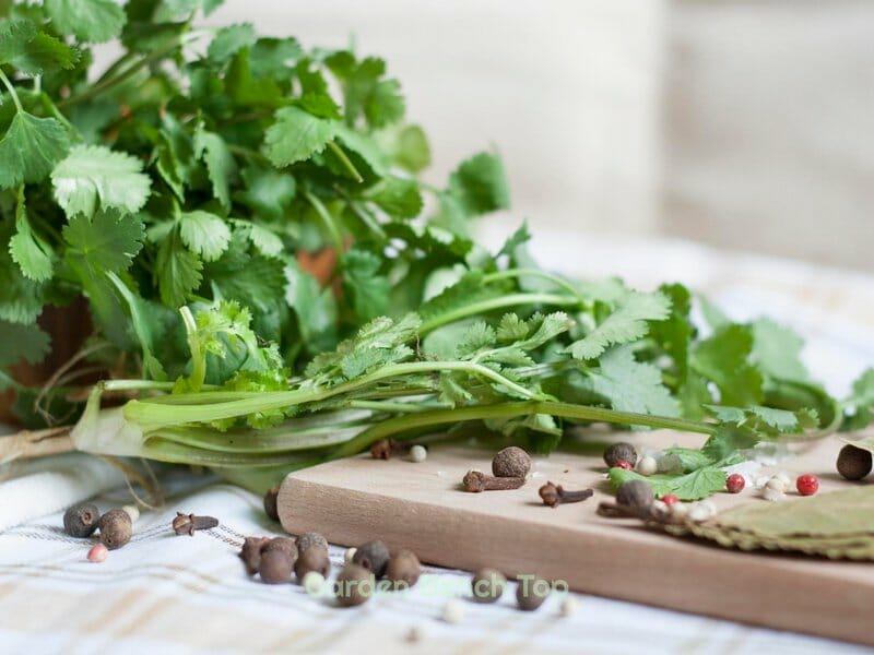 how to store fresh cilantro