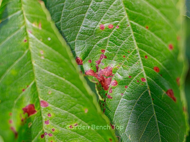 leaf spot on money tree