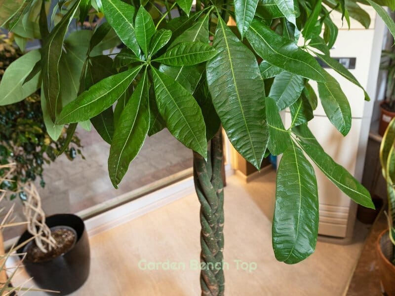 money tree care
