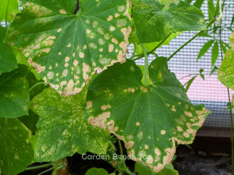 powdery mildew on leaves