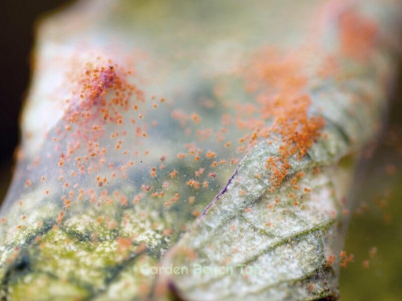 spider mites causing holes in money tree leaves