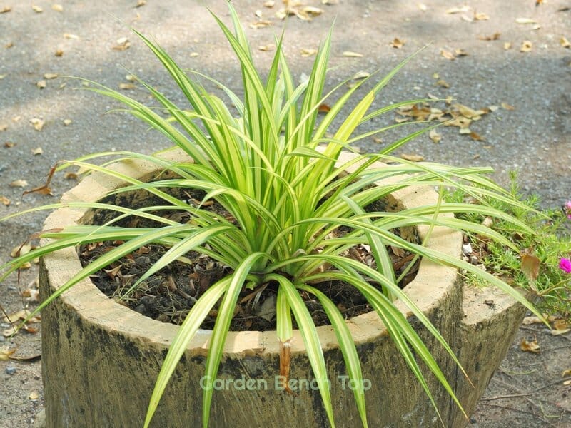 spider plant requires drainage