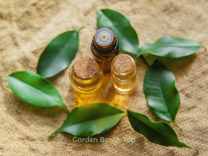 tea tree oil helps to deter ants