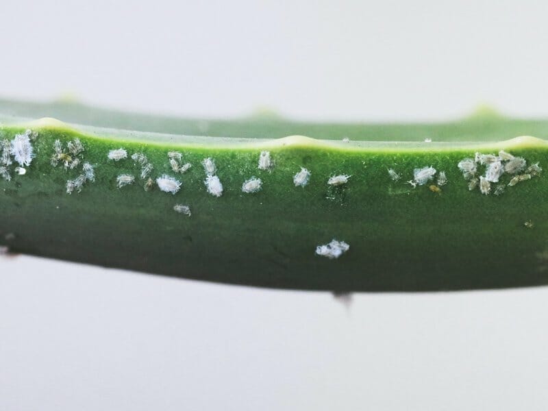 Tiny Silver Bugs in Houseplant Soil