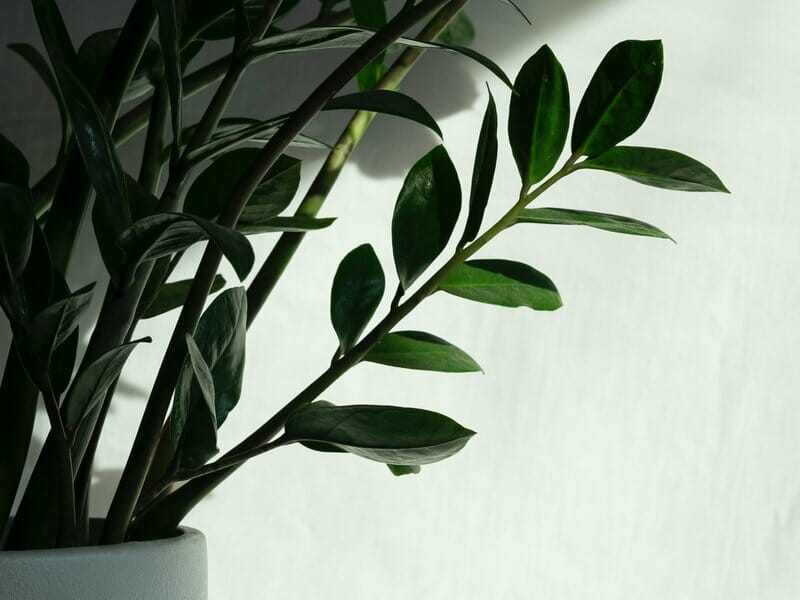 zz plant in sunlight