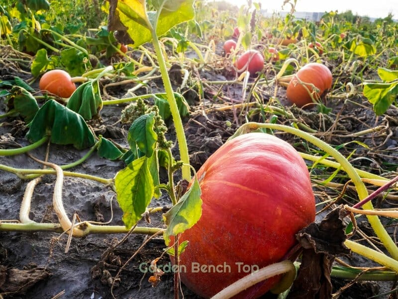 ways to keep pests away from pumpkins