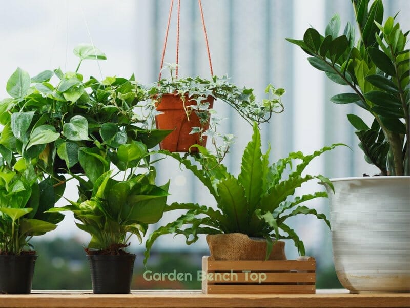 zz plant with other indoor plants