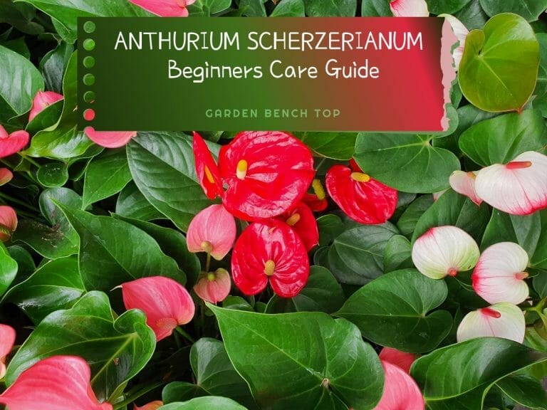 Anthurium Scherzerianum Care Tips cover