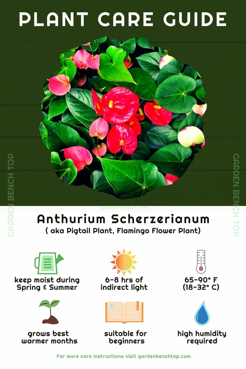 Anthurium Scherzerianum Quick Care Guide