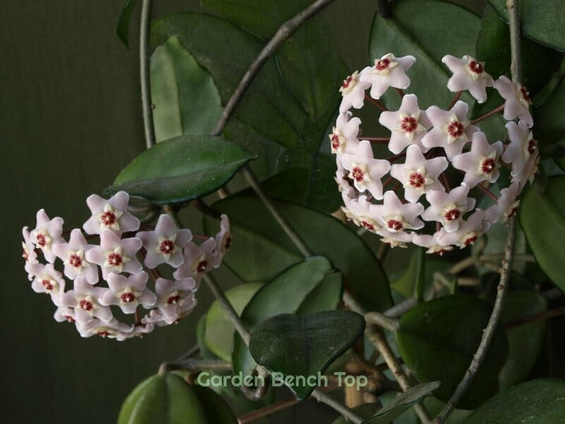 Beautiful Hoya with Blooms