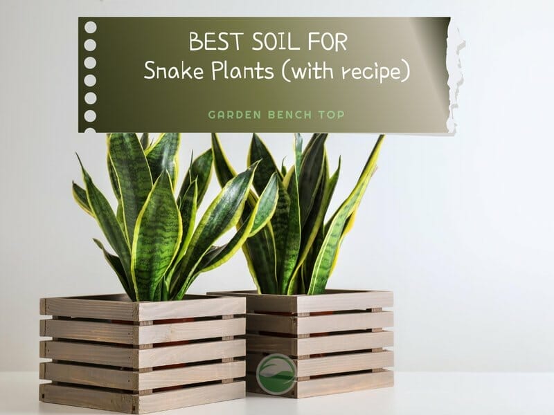 Best Soil for Snake Plant