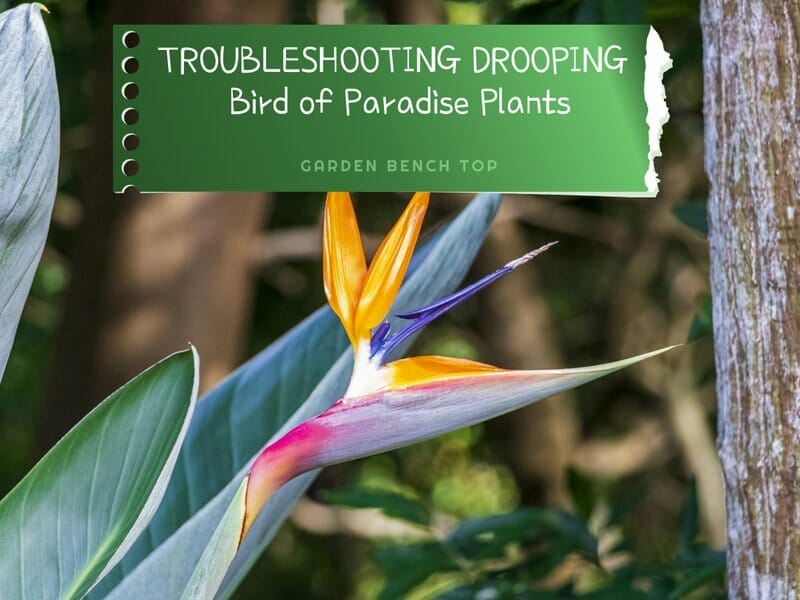 Bird of Paradise Drooping