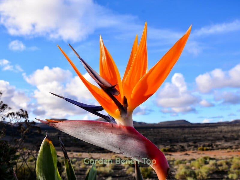 Bird of paradise flower