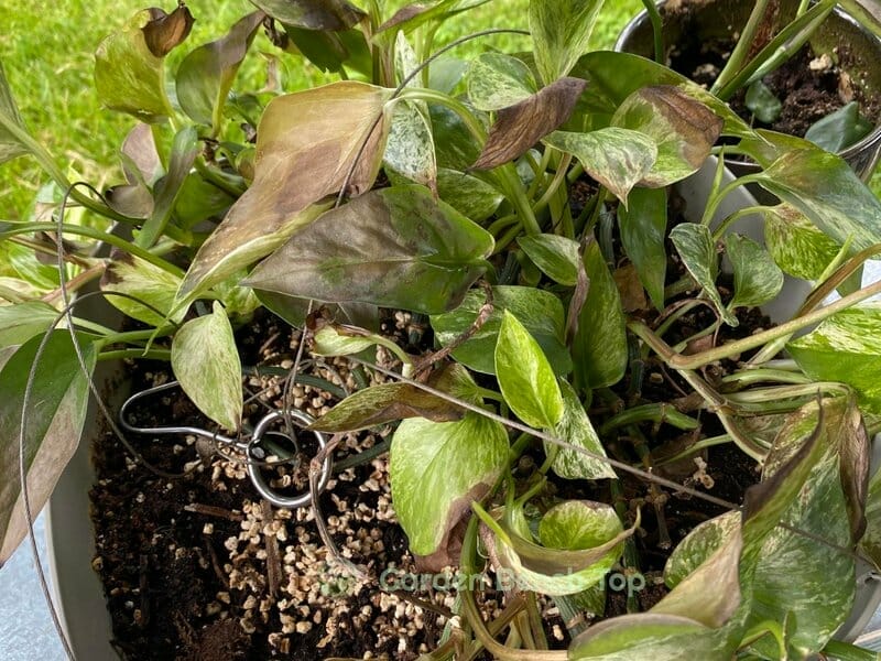Burnt Pothos Plant