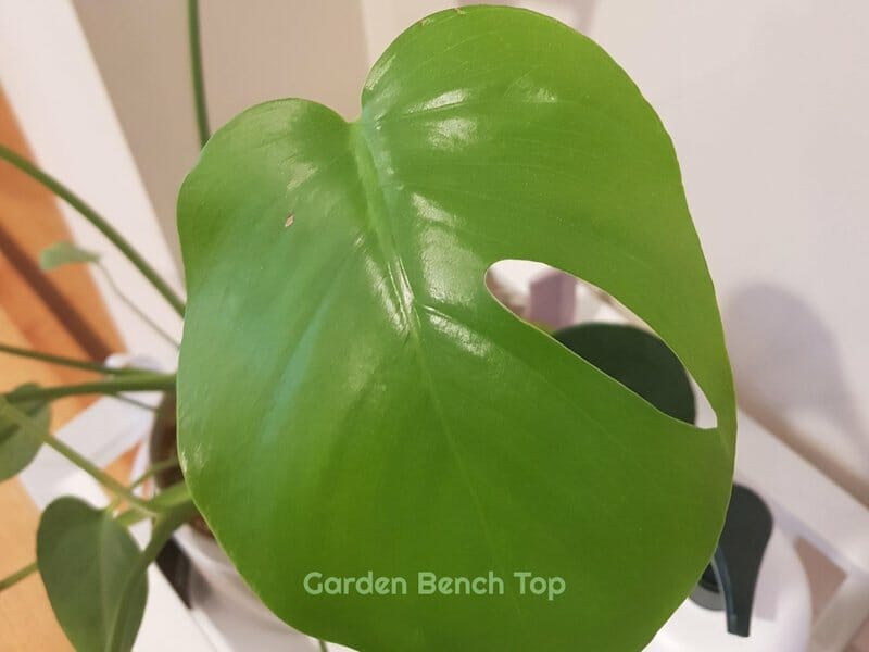 Causes of holes in philodendron leaves