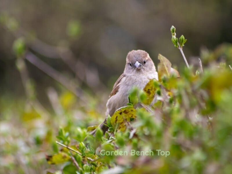 Do Birds Eat Marigolds?