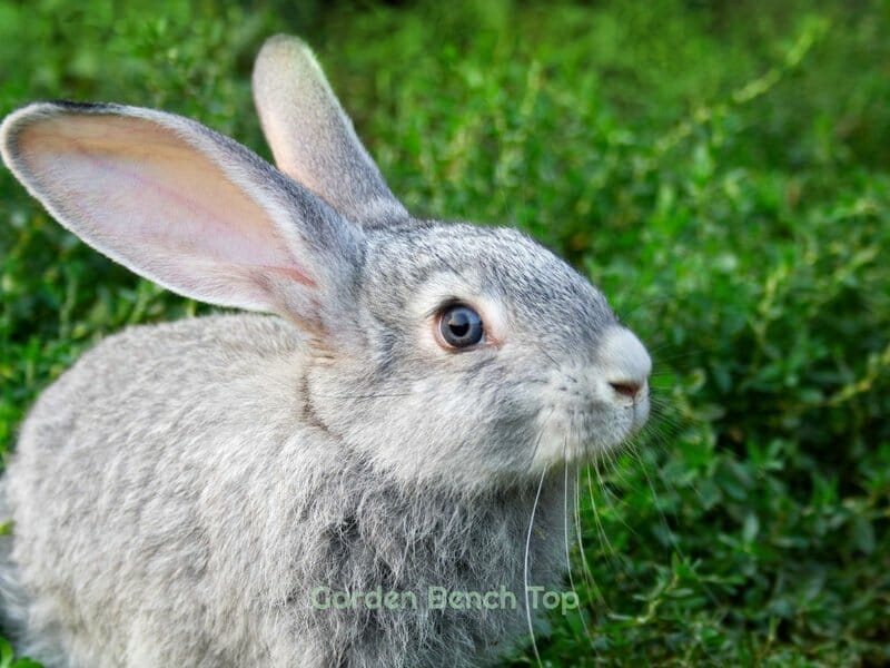 Do Rabbits Eat Aloe Vera Plants?