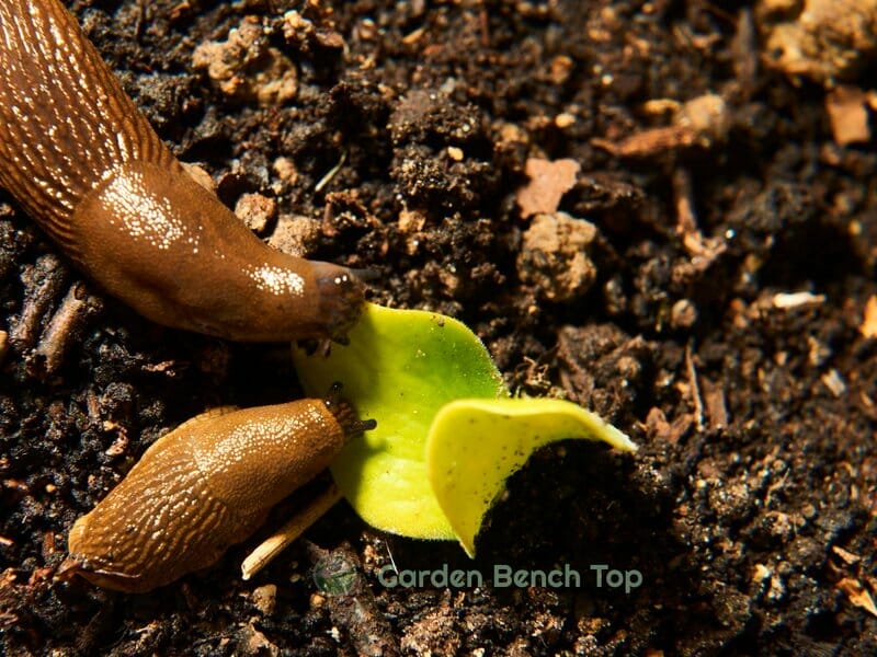 Do Slugs and Snails Eat Marigolds?