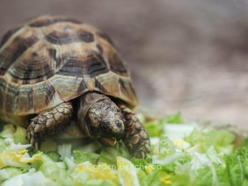 Do Tortoises Eat Aloe Vera Plants