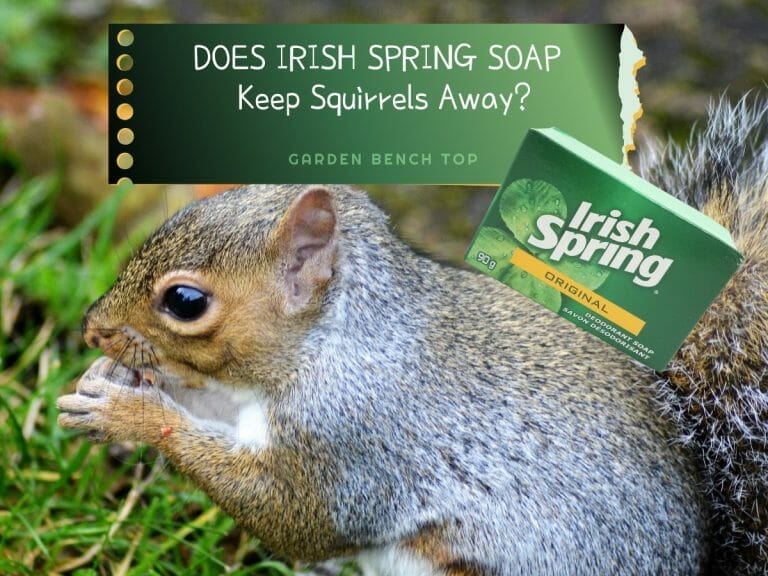 Does Irish Spring Soap Keep Squirrels Away