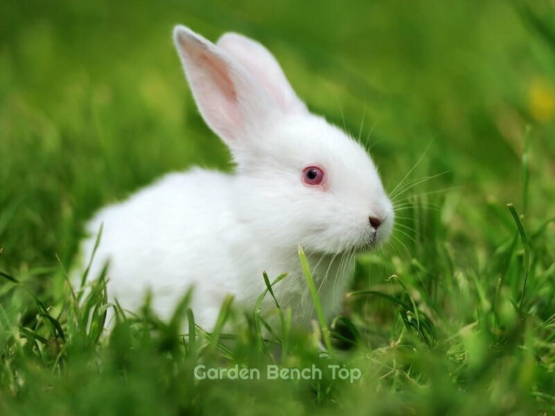 do rabbits eat flowers