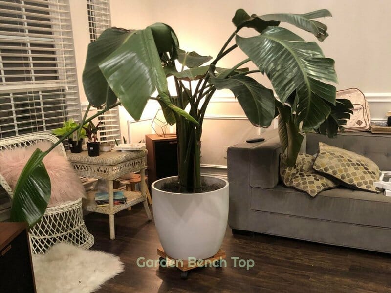 Droopy bird of paradise