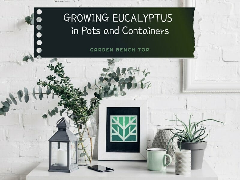 Eucalyptus in a Pot