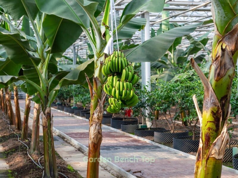 Growing banana plants from seed