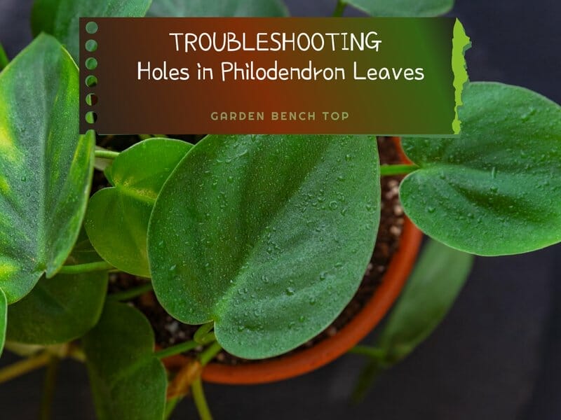 Holes in Philodendron Leaves