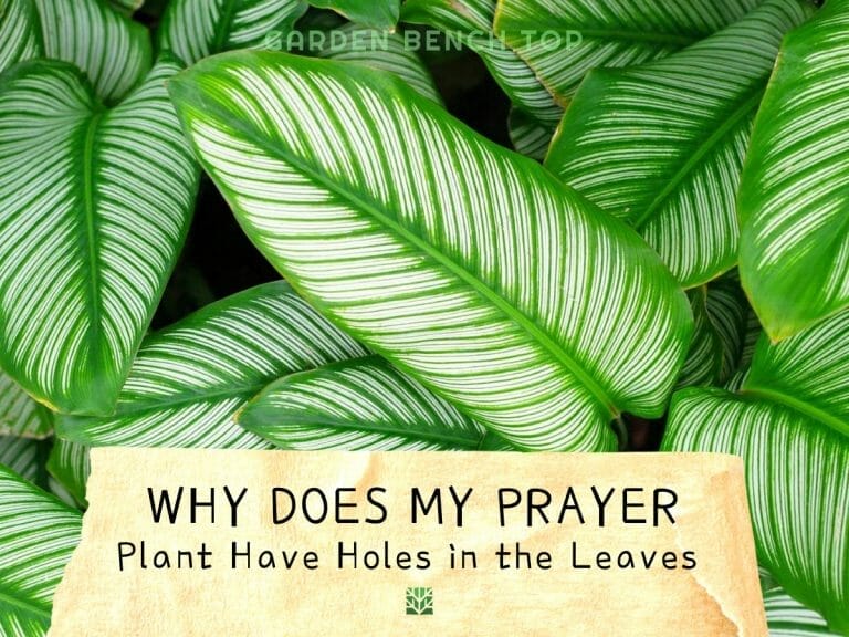 Holes in Prayer Plant Leaves