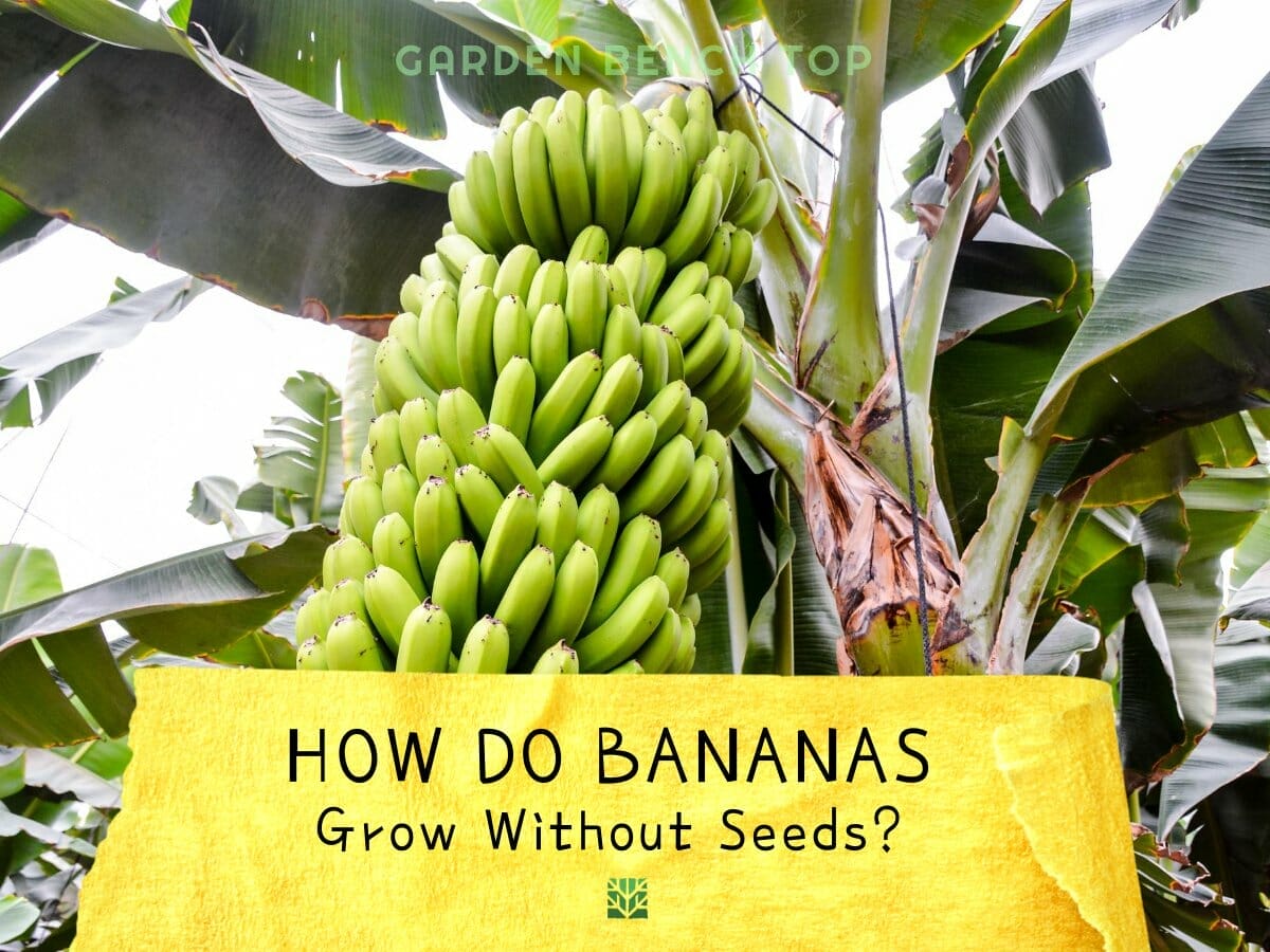 How Do Bananas Grow Without Seeds ANSWERED how-do-bananas-grow-without-seeds-answered
