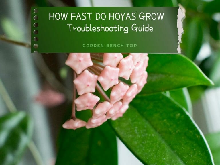 How Fast do Hoyas Grow
