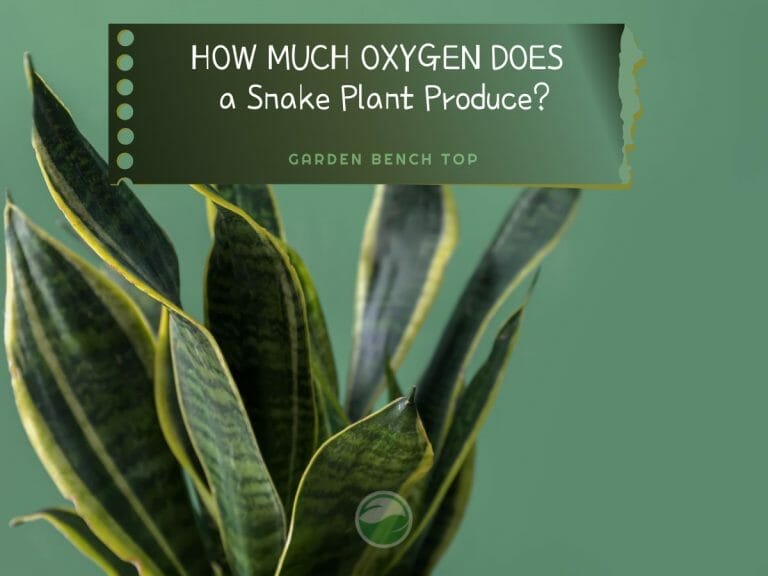 How Much Oxygen Does a Snake Plant Produce