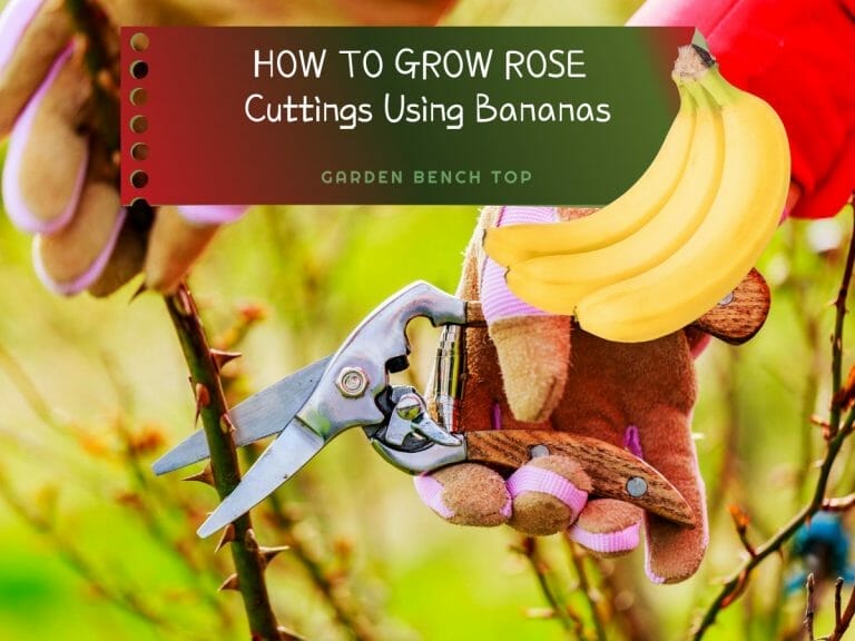 How to Grow Rose Cuttings in Banana