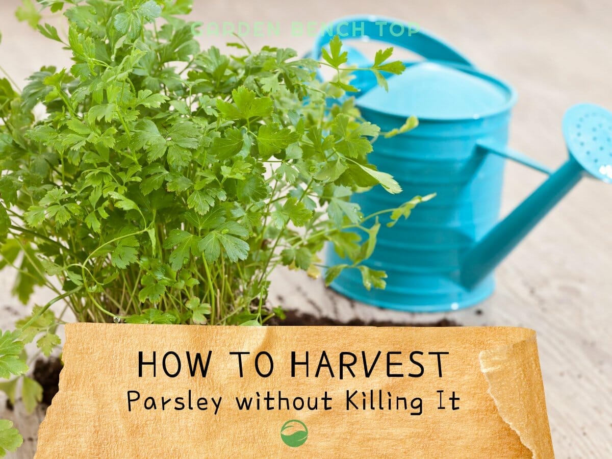 How To Harvest Parsley Without Killing The Plant Top Tips