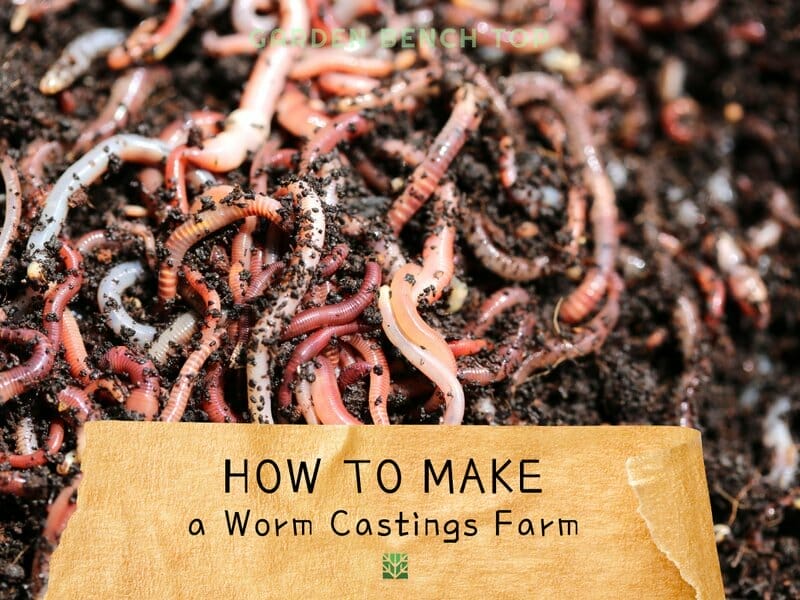 How to Make Worm Castings Farm