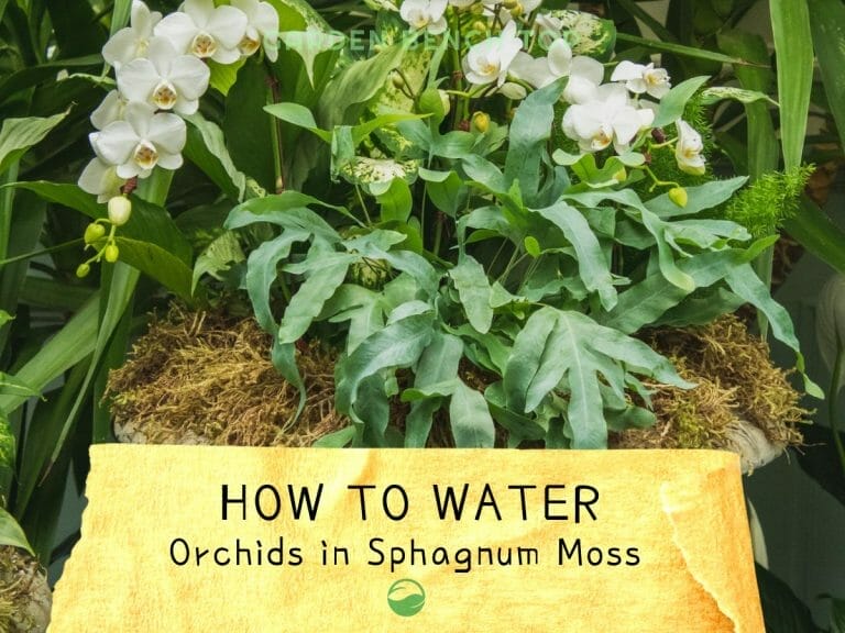 How to Water Orchids in Moss cover