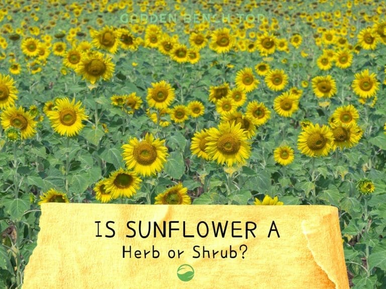 Is Sunflower a Herb or Shrub