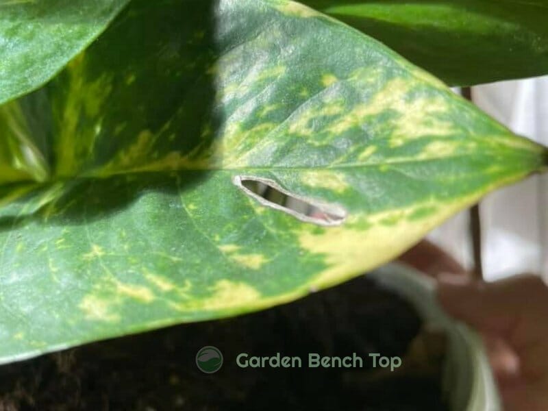 Julia Pothos sunburned