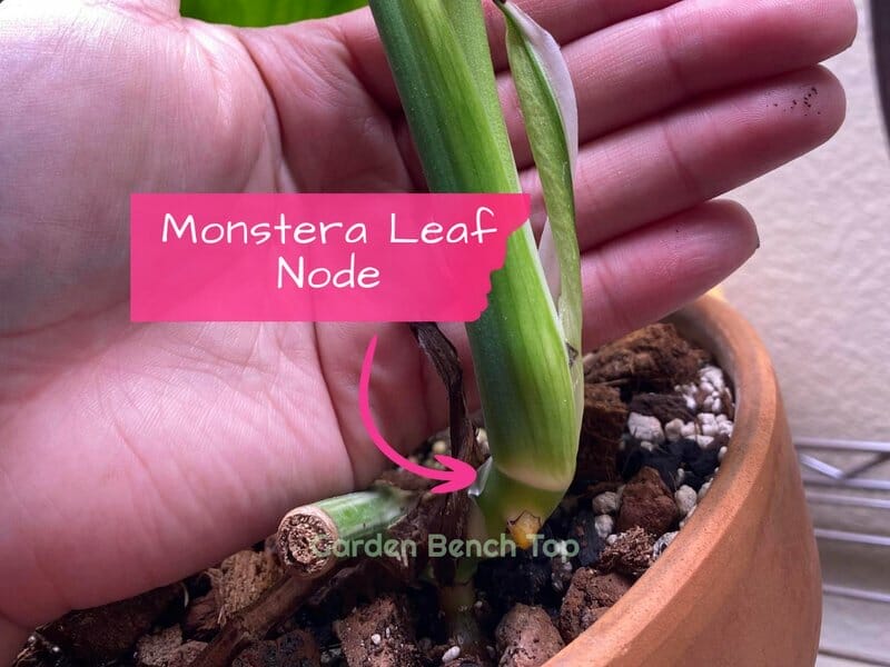 Monstera Node Identification